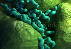 Fototapeta papr 184 x 128, 87073278 - medical bacteria illustration of the campylobacter