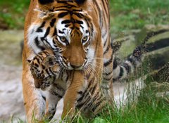 Fototapeta100 x 73  Siberian tiger with a baby between her teeth, 100 x 73 cm