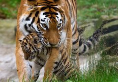 Fototapeta papr 184 x 128, 8785613 - Siberian tiger with a baby between her teeth - Sibisk tygr s dttem mezi zuby