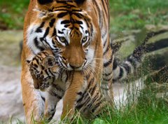Fototapeta330 x 244  Siberian tiger with a baby between her teeth, 330 x 244 cm
