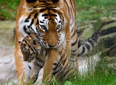 Fototapeta360 x 266  Siberian tiger with a baby between her teeth, 360 x 266 cm