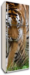 Samolepka na lednici flie 80 x 200  Siberian tiger with a baby between her teeth, 80 x 200 cm