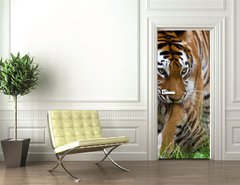 Samolepka na dvee flie 90 x 220  Siberian tiger with a baby between her teeth, 90 x 220 cm