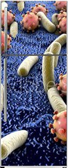 Samolepka na lednici flie 80 x 200  Bacteria and viruses on surface of skin, mucous membrane or intestine, model of MERS, HIV, flu, Escherichia coli, Salmonella, Klebsiella, Legionella, Mycobacterium tuberculosis, model of microbes, 80 x 200 cm