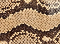 Fototapeta vliesov 270 x 200, 90620338 - Snake skin. - Hadov ke.