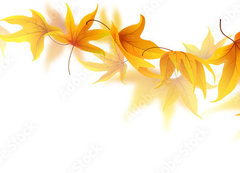 Fototapeta vliesov 200 x 144, 90900017 - Swirl of falling autumn maple leaves isolated on white