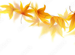 Fototapeta pltno 330 x 244, 90900017 - Swirl of falling autumn maple leaves isolated on white