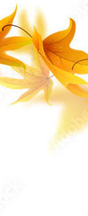 Samolepka na dveře fólie 90 x 220, 90900017 - Swirl of falling autumn maple leaves isolated on white