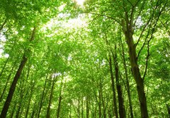Samolepka flie 145 x 100, 9130682 - sunlight in trees of green forest