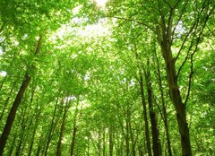 Fototapeta pltno 160 x 116, 9130682 - sunlight in trees of green forest