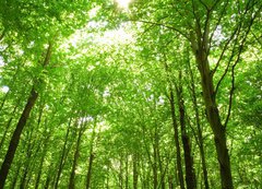 Samolepka flie 200 x 144, 9130682 - sunlight in trees of green forest