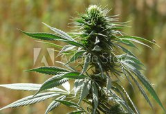 Fototapeta pltno 174 x 120, 9135010 - cannabis