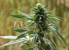 Fototapeta pltno 240 x 174, 9135010 - cannabis