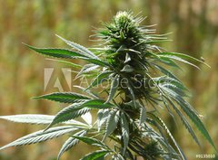 Fototapeta pltno 330 x 244, 9135010 - cannabis