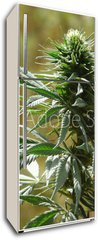 Samolepka na lednici fólie 80 x 200, 9135010 - cannabis - konopí