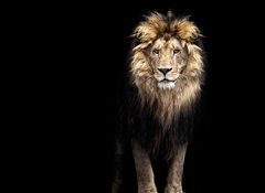 Fototapeta100 x 73  Portrait of a Beautiful lion, lion in the dark, 100 x 73 cm