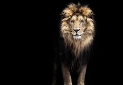 Fototapeta145 x 100  Portrait of a Beautiful lion, lion in the dark, 145 x 100 cm