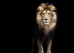 Fototapeta200 x 144  Portrait of a Beautiful lion, lion in the dark, 200 x 144 cm