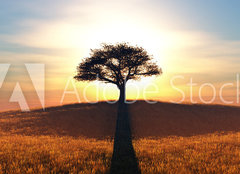 Fototapeta papr 160 x 116, 91708972 - sunset and tree - zpad slunce a strom