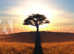 Fototapeta330 x 244  sunset and tree, 330 x 244 cm