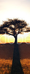 Samolepka na dvee flie 90 x 220, 91708972 - sunset and tree - zpad slunce a strom