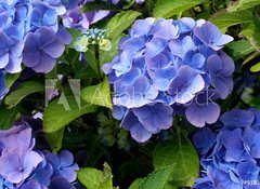 Samolepka flie 100 x 73  hortensia, 100 x 73 cm