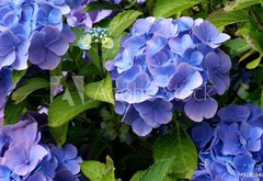 Samolepka flie 145 x 100  hortensia, 145 x 100 cm