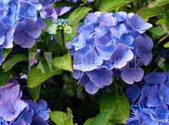 Fototapeta papr 360 x 266, 9180840 - hortensia