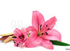 Fototapeta100 x 73  Pink lily, 100 x 73 cm