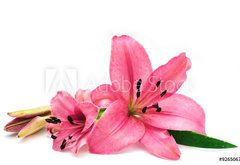 Fototapeta174 x 120  Pink lily, 174 x 120 cm