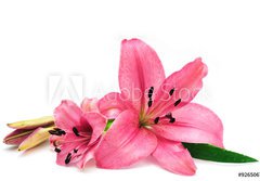 Fototapeta184 x 128  Pink lily, 184 x 128 cm