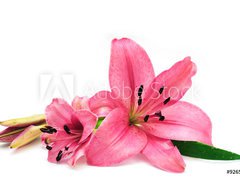 Samolepka flie 270 x 200  Pink lily, 270 x 200 cm