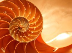 Samolepka flie 270 x 200, 9319403 - Split nautilus seashell showing inner float chambers