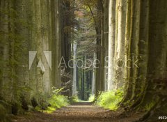 Samolepka flie 100 x 73, 932032 - nature pathway - prodn cesty