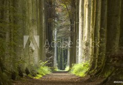 Samolepka flie 145 x 100  nature pathway, 145 x 100 cm