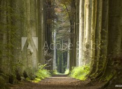 Fototapeta254 x 184  nature pathway, 254 x 184 cm