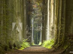 Fototapeta330 x 244  nature pathway, 330 x 244 cm