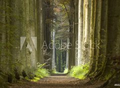 Fototapeta360 x 266  nature pathway, 360 x 266 cm