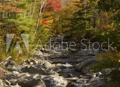 Fototapeta papr 160 x 116, 93409854 - The Baker River flows through fall foliage, Warren, New Hampshir