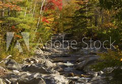 Fototapeta174 x 120  The Baker River flows through fall foliage, Warren, New Hampshir, 174 x 120 cm