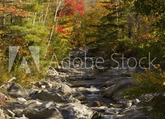Samolepka flie 200 x 144  The Baker River flows through fall foliage, Warren, New Hampshir, 200 x 144 cm