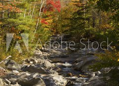 Fototapeta papr 254 x 184, 93409854 - The Baker River flows through fall foliage, Warren, New Hampshir