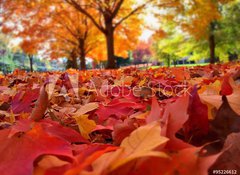 Samolepka flie 100 x 73  autumn leaves, 100 x 73 cm