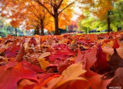 Fototapeta pltno 160 x 116, 95226612 - autumn leaves - podzimn list