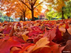 Samolepka flie 270 x 200, 95226612 - autumn leaves