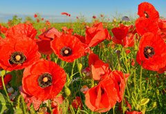 Fototapeta145 x 100  Poppies, 145 x 100 cm