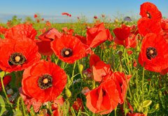 Fototapeta papr 184 x 128, 95383540 - Poppies - Vl mk