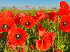 Samolepka flie 270 x 200, 95383540 - Poppies - Vl mk
