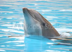 Samolepka fólie 100 x 73, 95423 - delfín - dolphin