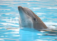 Samolepka flie 100 x 73, 95423 - delfn - dolphin